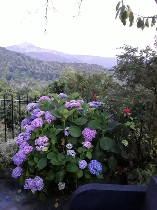 Petit Coin De Paradis Évisa Exterior foto